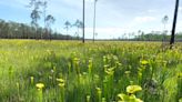 Apalachicola National Forest plans to set 14,000-acre prescribed fire over the weekend