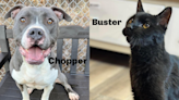 Delta Animal Shelter’s May Pets of the Month