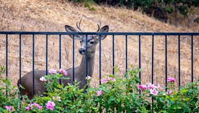 The Chicest Ways to Ward Off Deer