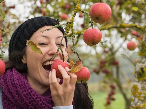 The 'best apple orchard in America' is in a small New York town