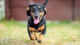 Dachshunds ‘Harmonizing’ by the Window Are the Picture of Cuteness Overload