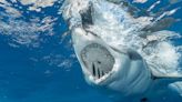 Un tiburón gigante se come un delfín antes de ser mutilado hasta la muerte por una bestia aún más grande