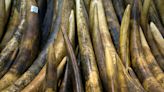 Southern African states make fresh pitch to trade $1 bln ivory stockpile
