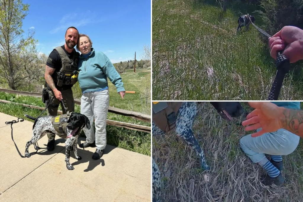 Heroic police dog rescues missing woman, 85, clinging to tree in Colorado ravine