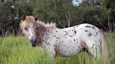 Three-Year-Old Receives Her First Pony and Embraces Cowgirl Spirit