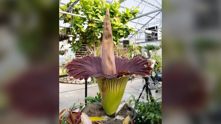 Photos: Corpse flower blooms at Colorado State University