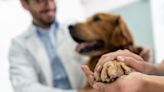 What is a good deductible for pet insurance?