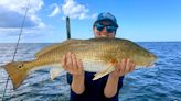 Redfish are on the move and biting all over the Tampa Bay area