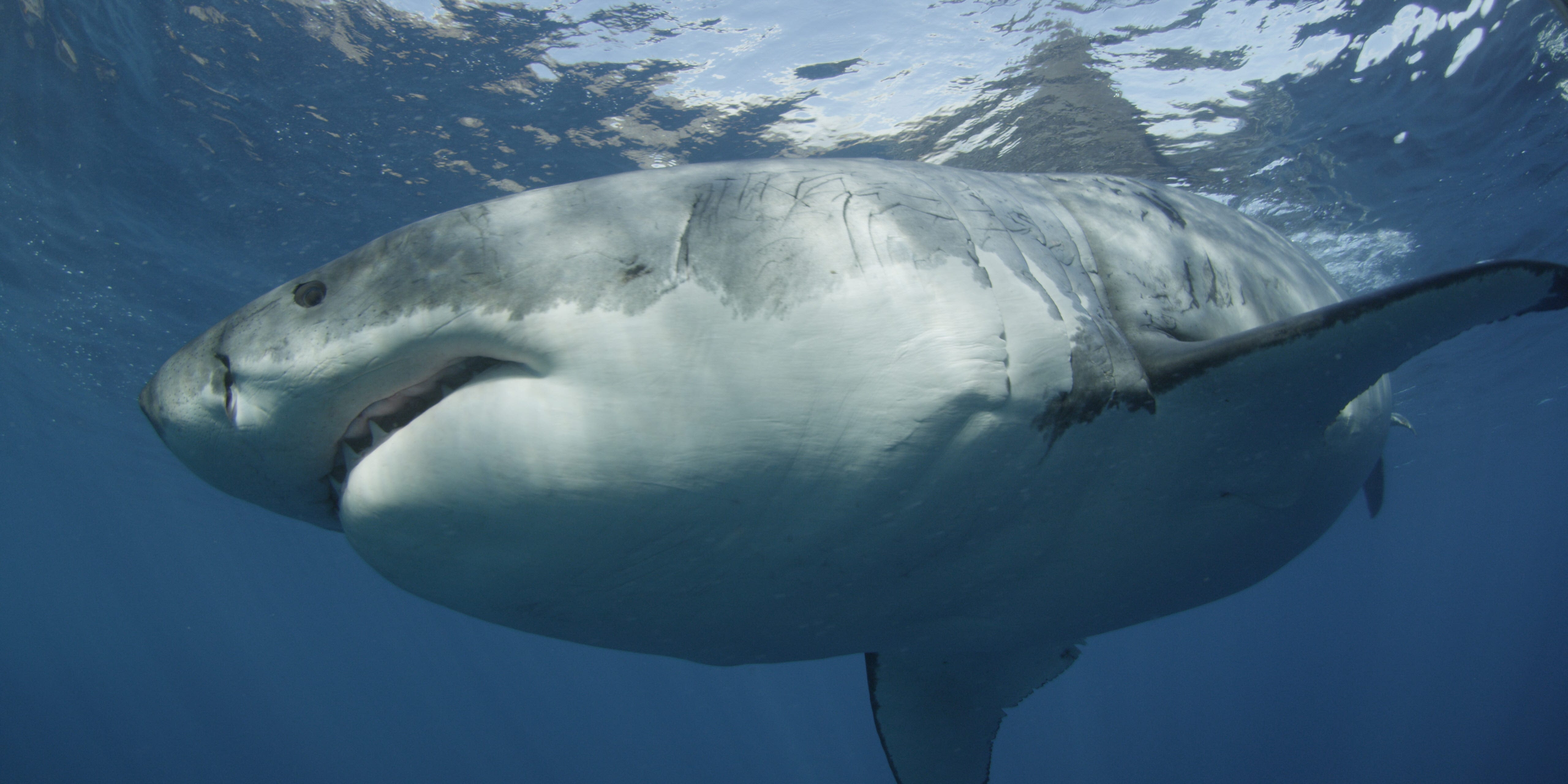 When is Shark Week 2024? How many shark attacks happen off NC? Sink your 'Jaws' into this, more