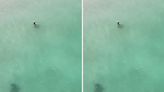 Tiger shark lurks extremely close to oblivious swimmer in shocking drone footage: 'Most of us have had encounters and had no idea'