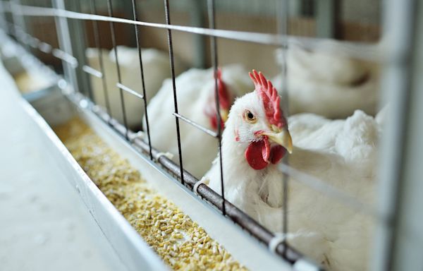 3rd person in US infected with bird flu: What to know about symptoms and transmission