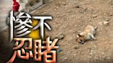 八鄉哥基犬嘴纏索帶倒斃地盤外 列殘酷對待動物緝涉案人