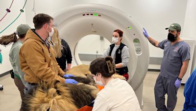 From frogs to rhinos, database of animal X-rays, MRIs, CT scans touted as 'game-changer' for zoo veterinarians