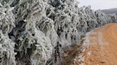 Heladas sorprenden a los valles cruceños con sensación térmica de -8°C