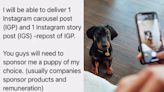 Influencers offering social media reach for pet ownership is harmful: welfare groups