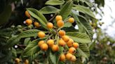 Loquat: Benefits and Tips on Finding Them