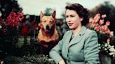 What will happen to the Queen's corgis now?