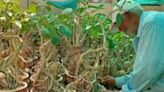 Sohanlal Dwivedi, 74-year-old Jabalpur Man, Who Grew 2500 Bonsai Plants At His House - News18