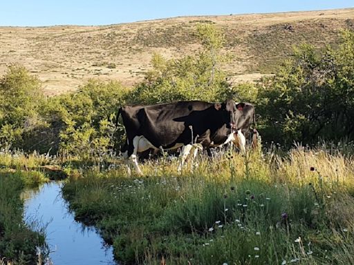 Altos del Aluminé: producción de quesos y dulce de leche premium en Neuquén