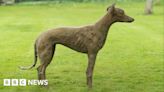 Ledbury thieves steal £12,000 dog statue