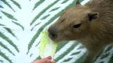 Here’s how you can ‘chillout’ with baby capybaras in Tampa Bay
