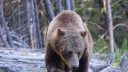 Montana Man Killed a Grizzly, Threw Its GPS Collar in the River, and Hid Its Claws in a Hollow Tree, Feds Allege