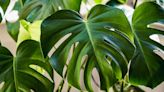 'My foolproof method for propagating a monstera will give you free plants' – a houseplant expert offers tips