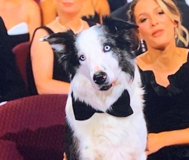 Messi, el perro, será animador en Cannes