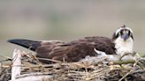 Stop what you're doing and enjoy this live feed of adorable nesting Ospreys