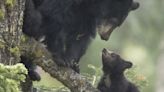 Mother bear with five cubs breaks into car to grab an easy meal (this is why you should always lock your doors)