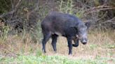 Report: Feral hogs still a problem in dozens of Missouri counties