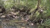 Rare sighting of armadillo quadruplets at Texas state park