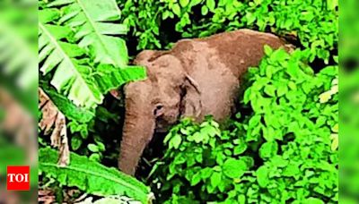 Flood-swept female elephant causes panic in Nilachal Hills | Guwahati News - Times of India