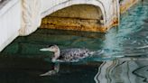 Bellagio fountains in Las Vegas paused for rare visitor