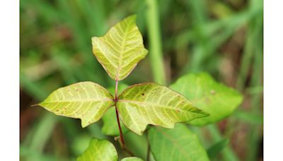 Hints from Heloise: How to recognize poison ivy and more ...
