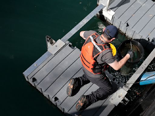 Tiny pieces of plastic pose one of the biggest threats to Chicago River wildlife and water quality