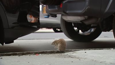 Garbage collectors made up 21% of leptospirosis cases in New York City last year, union says