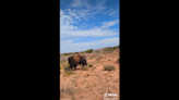 ‘Oh God.’ Bison rams hiker after she gets too close at Texas state park, video shows