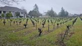 St. Helena goes ahead with vineyard rezoning for housing