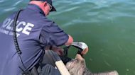 Video: Florida police save pelican trapped in fishing line, hook