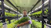 How the largest cannabis greenhouse in Arizona helped revamp Snowflake's rural economy
