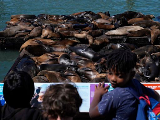 An anchovy feast draws a crush of sea lions to one of San Francisco's piers, the most in 15 years