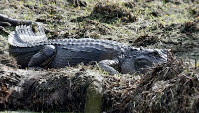 ‘Swamp People’ Star Troy Landry Charged in Gator Sting Operation