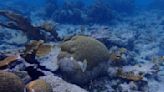 Stony coral tissue loss disease is shifting the ecological balance of Caribbean reefs