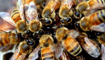 Muere en California un hispano por ataque de más de 300 abejas; utilizó sus últimas fuerzas para salvar al niño que lo acompañaba | El Universal