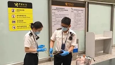 自製黃金手袋鏈圖帶入境 兩旅客廣州遭查獲