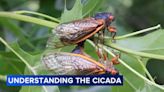 Field Museum explains loud noise of cicada calls amid Illinois emergence