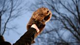 Punxsutawney Phil welcomes two babies as iconic groundhog becomes a dad