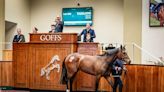 Havana Grey Filly Heads Record Day for Goffs Doncaster