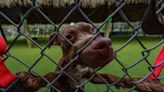 An 'emergency situation': Why Palm Beach Animal Control is forced to euthanize so many dogs